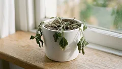 Come capire se una pianta ha sete: 10 segnali affidabili (senza affogarla)