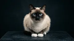 Gli outsider tra i gatti: 5 bellezze che raramente vengono scelte